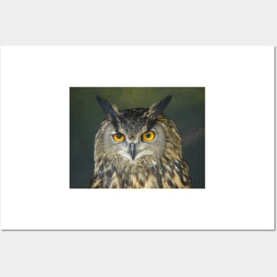 European Eagle Owl Posters and Art